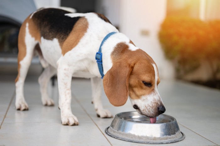 水を飲む犬