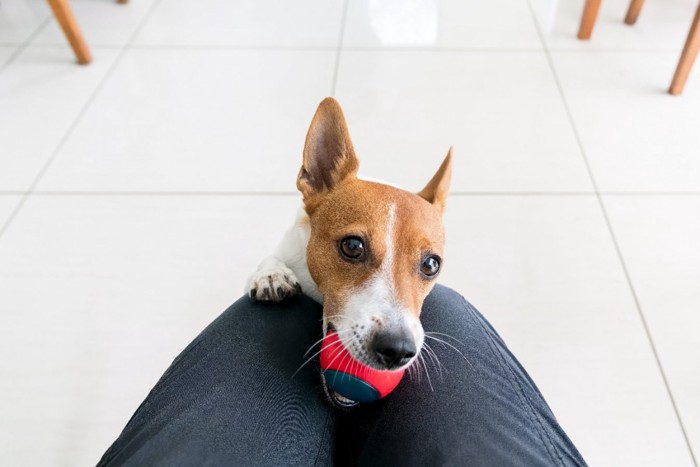 飼い主さんの膝の上にくわえたボールを持ってくる犬