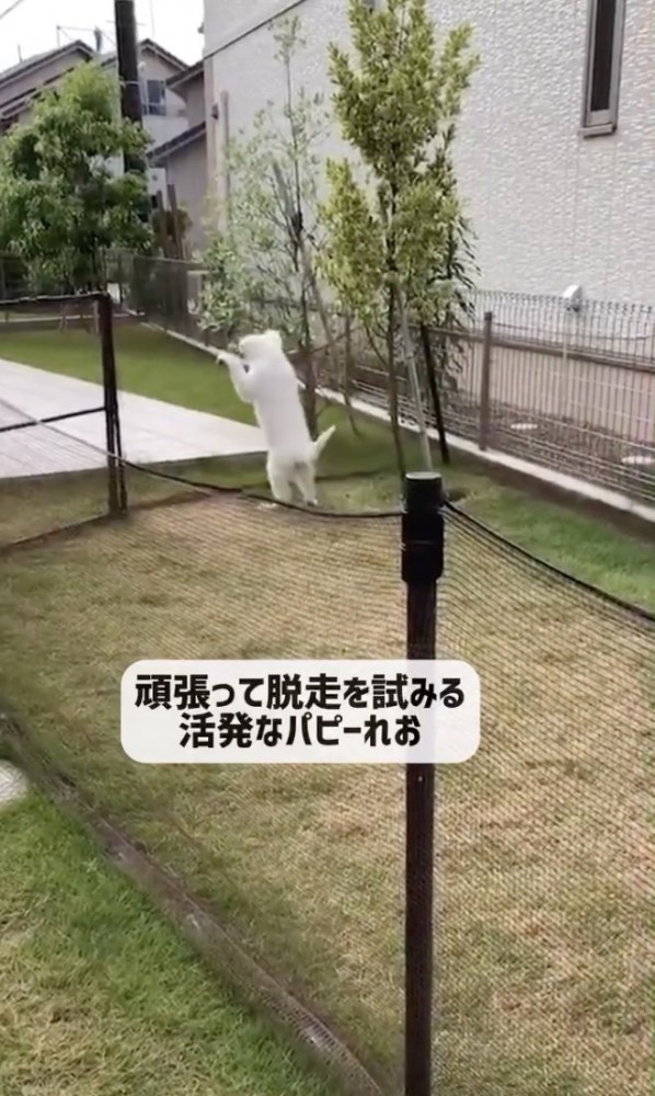 脱走にトライ！