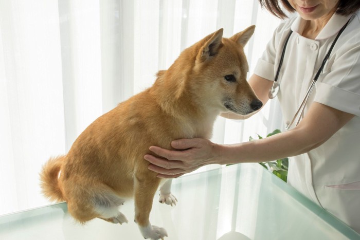 獣医と柴犬