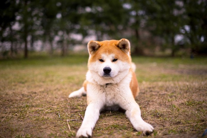 公園で伏せをしている秋田犬