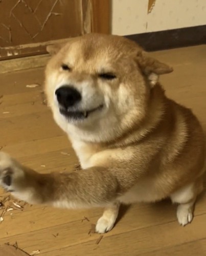 近くで見つめる犬