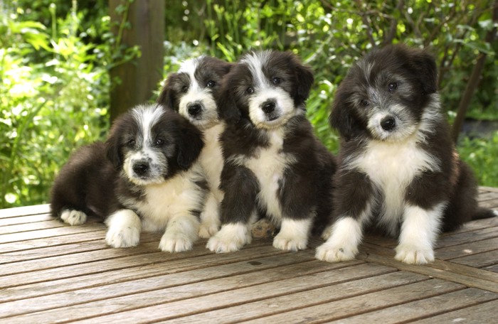 くっつき合って座る4頭のビアデッドコリーの子犬