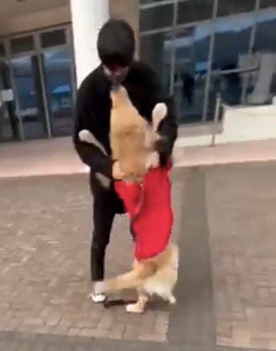 男性に抱きつく犬