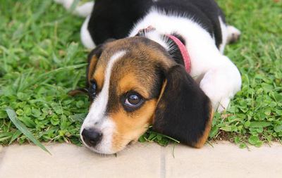 芝生で伏せてこちらを見るビーグルの幼犬