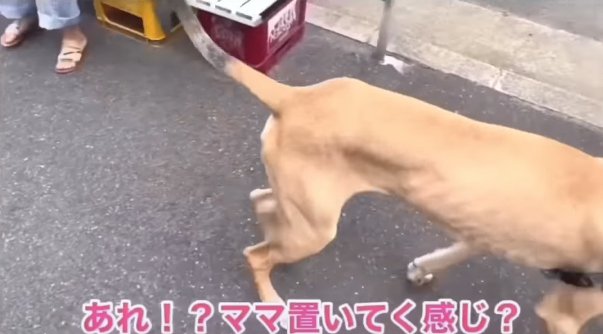 顔が見切れているグレートデン