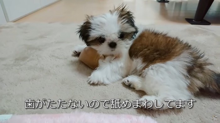 ひづめを抱える犬