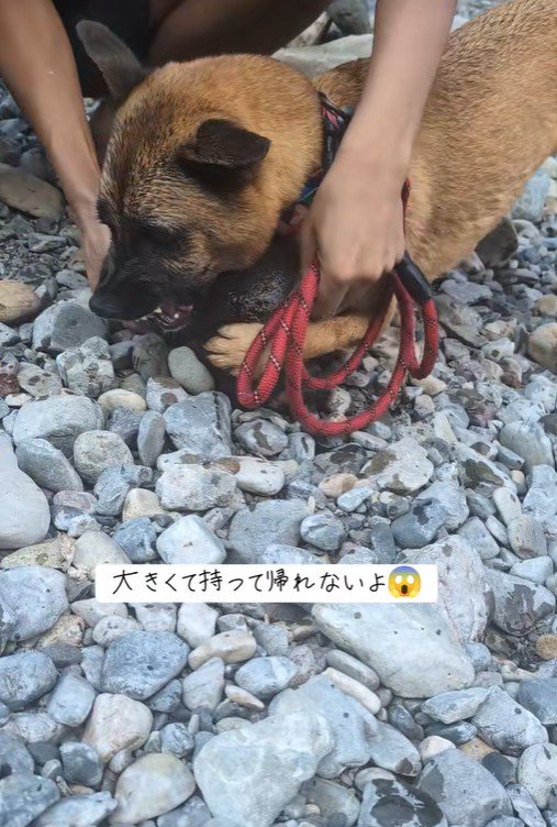 引き剥がそうとしたら…