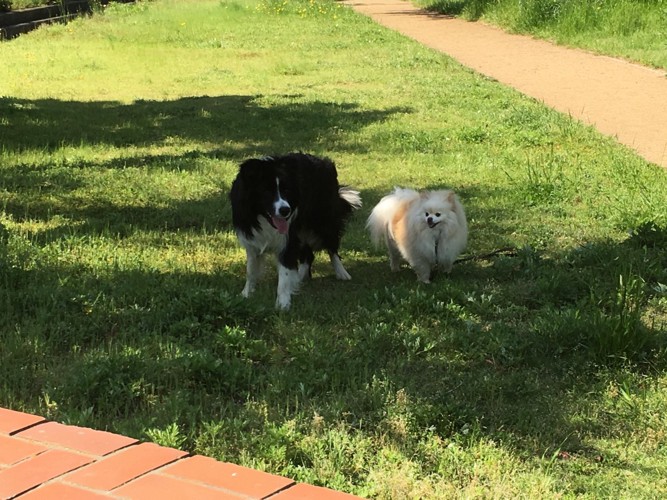 散歩中の犬たち