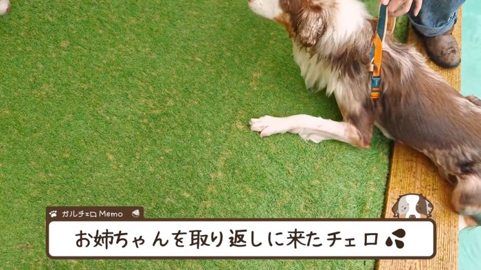 プールサイドに前足をかける弟犬