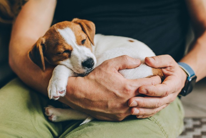 膝に抱かれて寝ている子犬