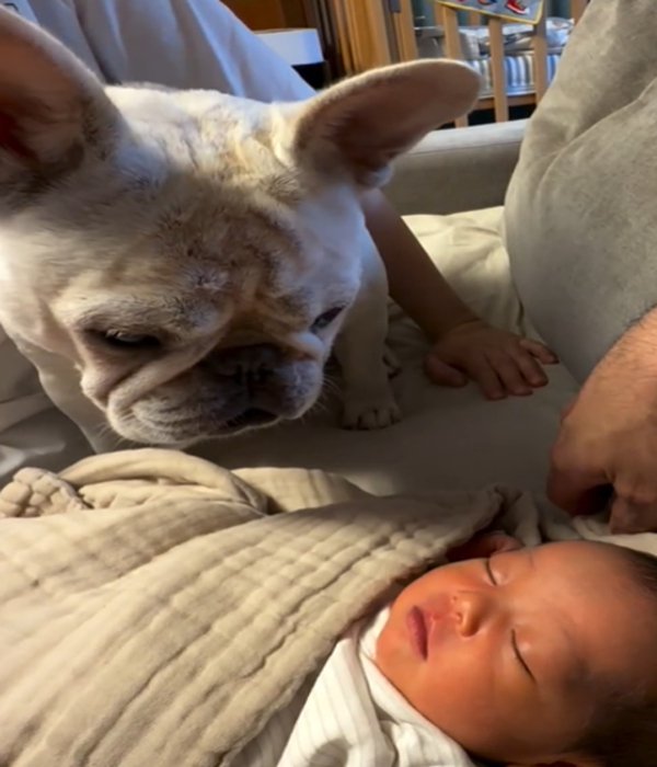 赤ちゃんを見る犬2