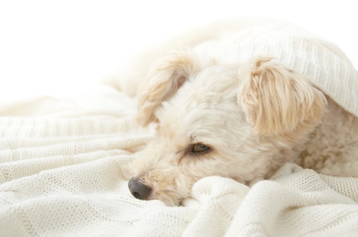 ブランケットにくるまって眠る犬