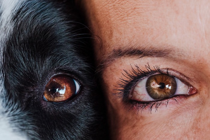 犬と人間の目のアップ