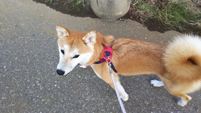 散歩する柴犬