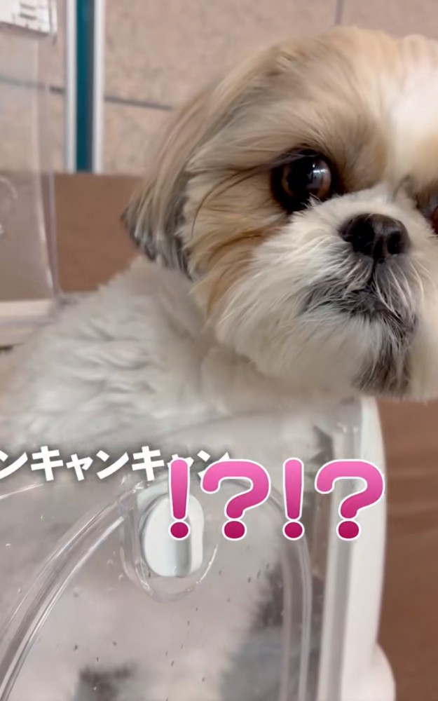 奥を覗き込む犬