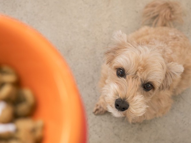 ご飯を見つめる犬