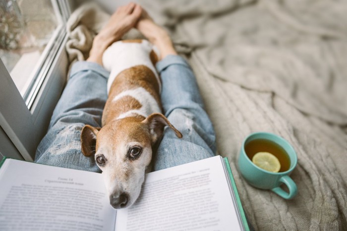 飼い主さんが読んでいる本にあごを乗せる犬