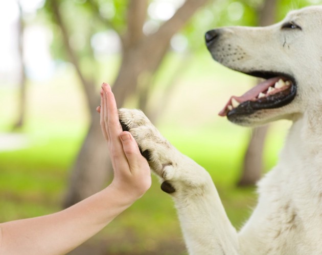 飼い主と手を合わせる犬