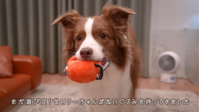 ぬいぐるみをくわえた犬