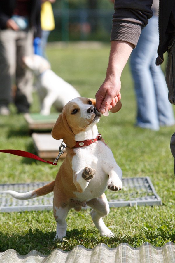 トレーニング中の犬