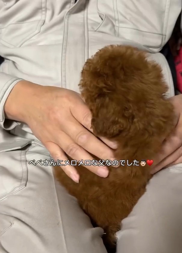 ベベさんにメロメロのお父さん