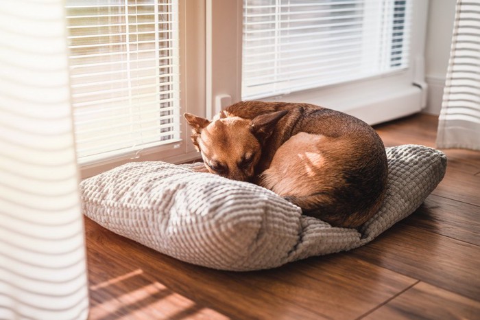 窓の横で眠る犬