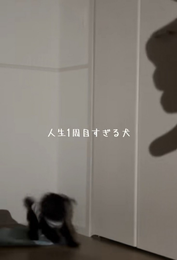 後ろに飛び退く犬