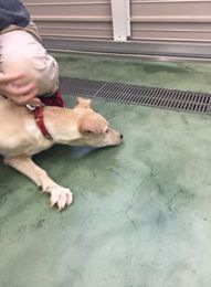 逃げる犬