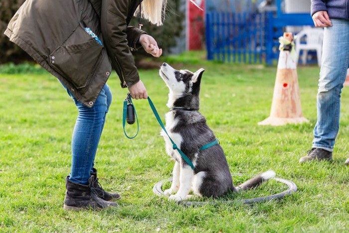 犬のしつけ