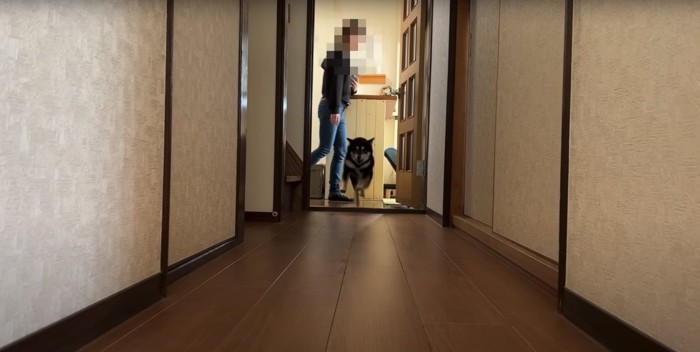 カメラに向かって走って体が浮いている柴犬