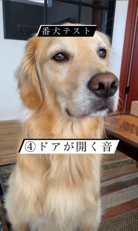 リノちゃんの番犬テスト6