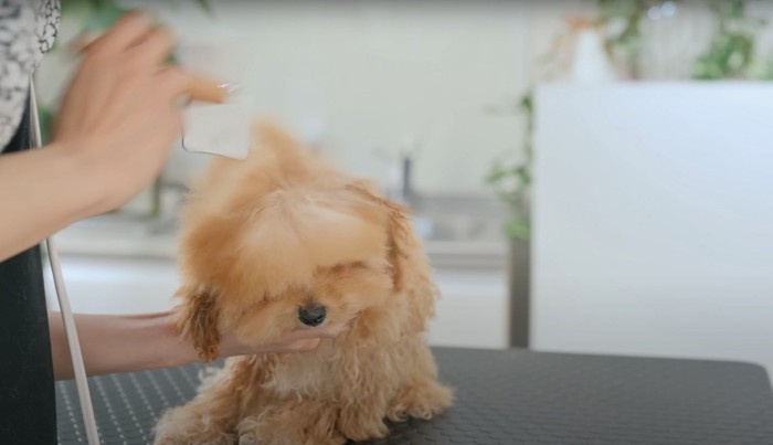 トリミング台の上で乾かされている子犬