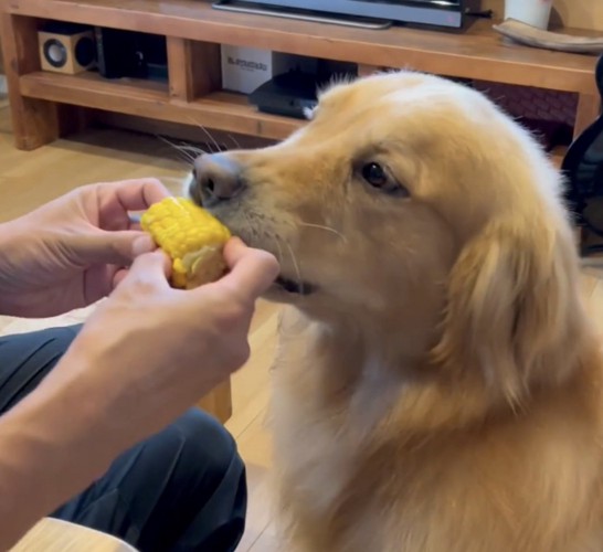 とうもろこしをもらう犬