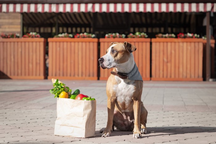 野菜が入った紙袋と犬