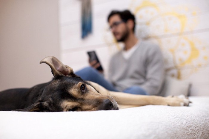 寝ている犬とスマホを持つ男性