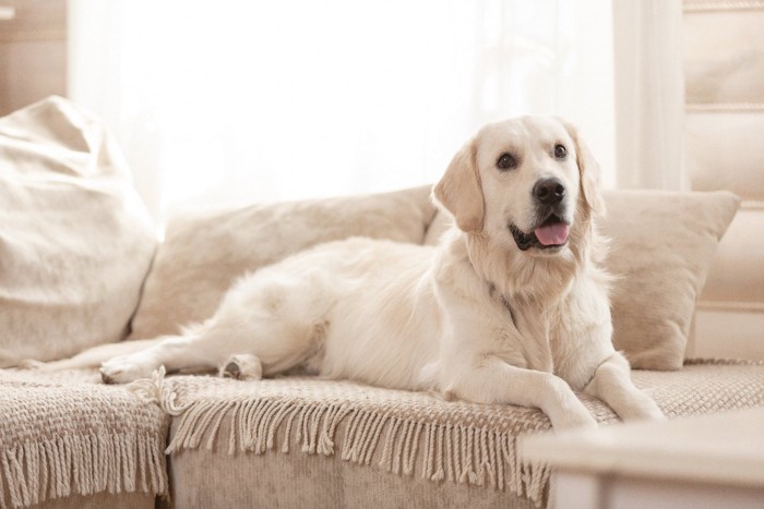 部屋でくつろぐ犬