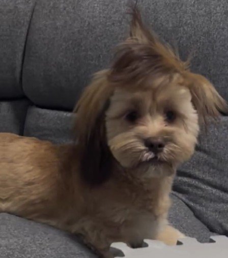 チョンマゲができてる！？