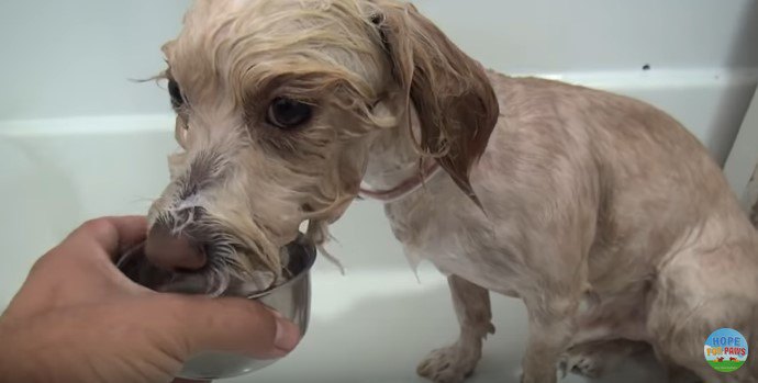 水を飲む犬