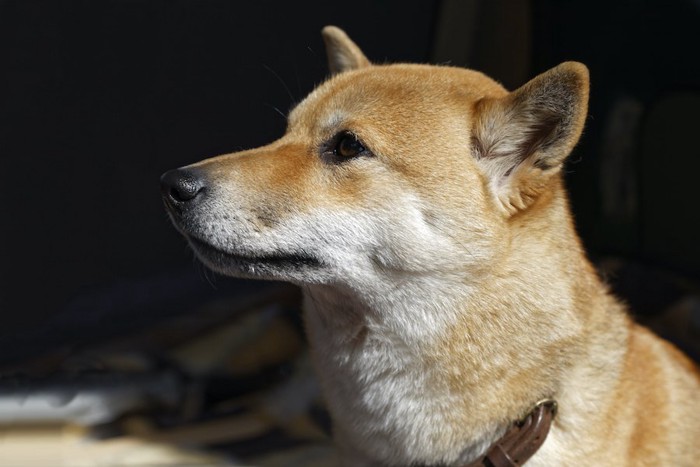 何かが気になる犬の横顔