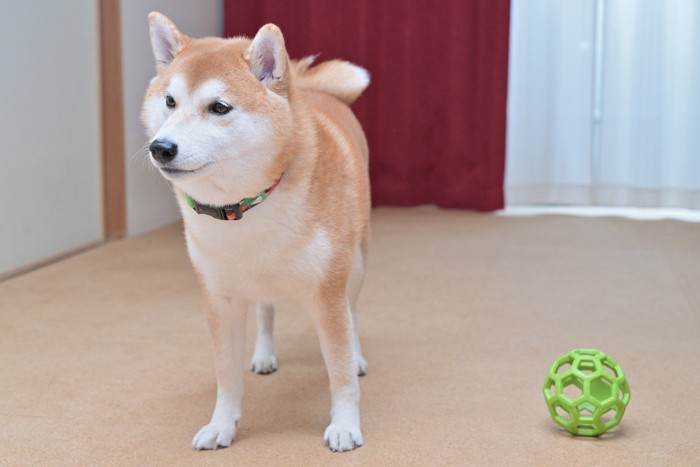 一匹で過ごす犬