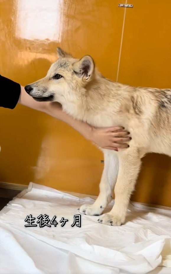 生後4か月のフューリーくん