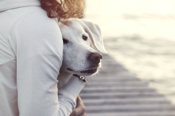 女性に抱きしめられる犬