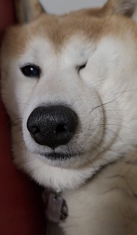 片目を細めた犬