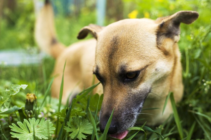 草を食べている犬