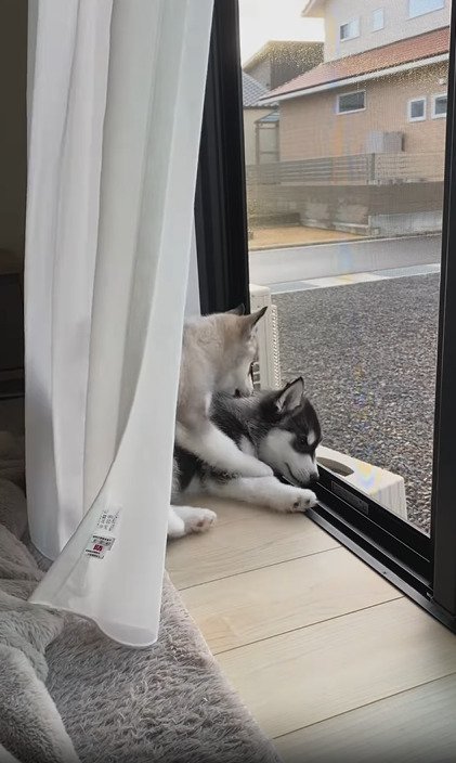窓際でじゃれ合う兄弟犬