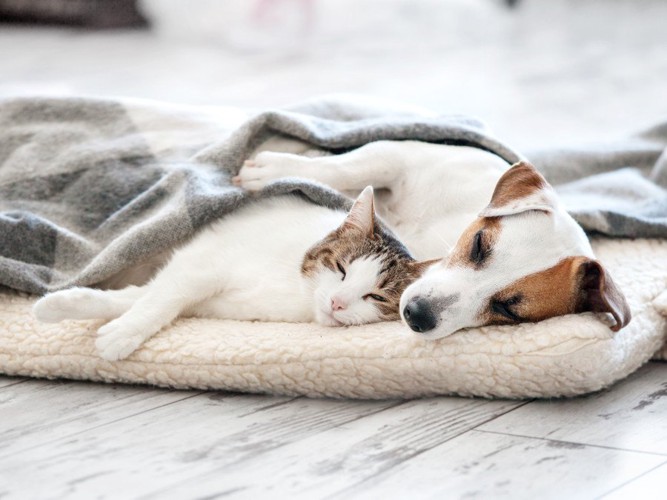 仲良しの犬と猫