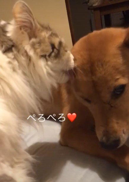 微笑ましい一幕も