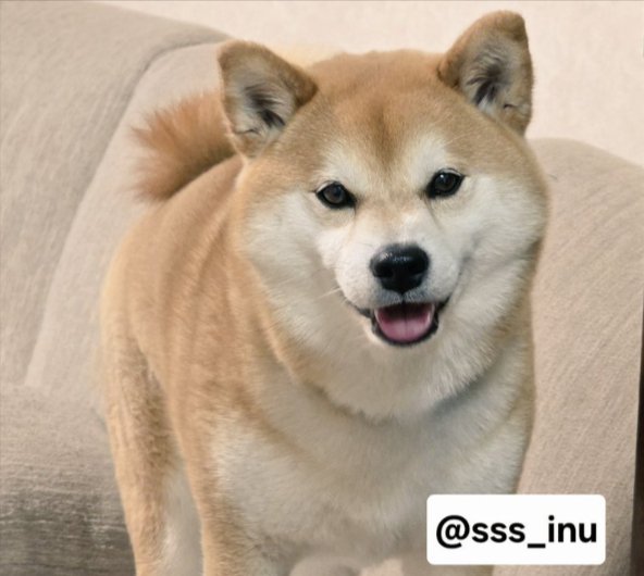 可愛すぎる
