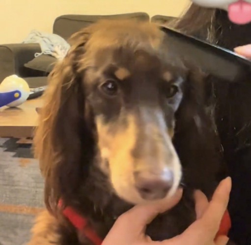 コームを当てられる犬